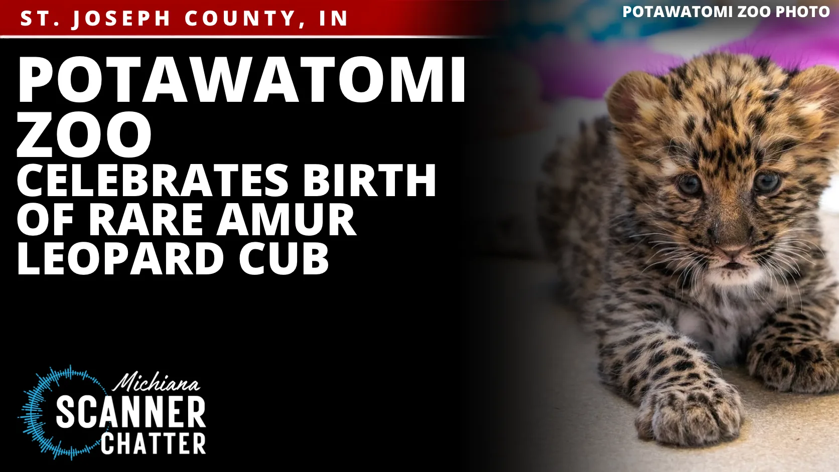 Potawatomi Zoo Celebrates Birth of Rare Amur Leopard Cub